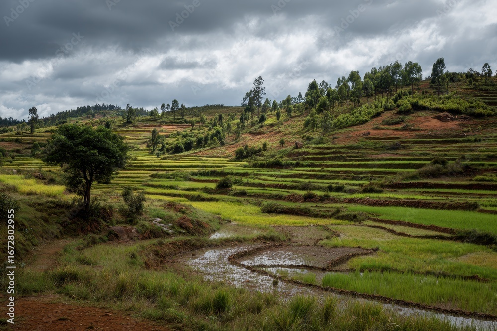 Naklejka premium Terraced rice field in the Malagasy mountains