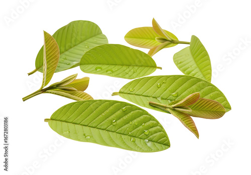 Fresh guava leaves with water droplets, capturing natural beauty and healthy growth for organic concepts.