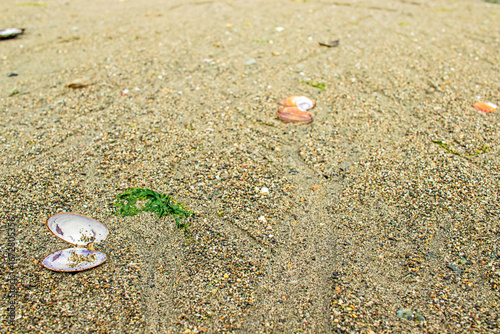 Seashells on a sandy beach with seaweed