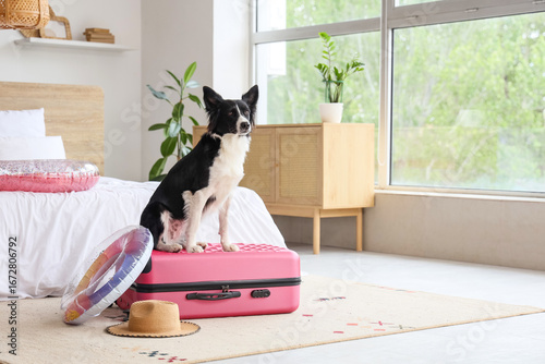 Cute Border Collie dog sitt...
