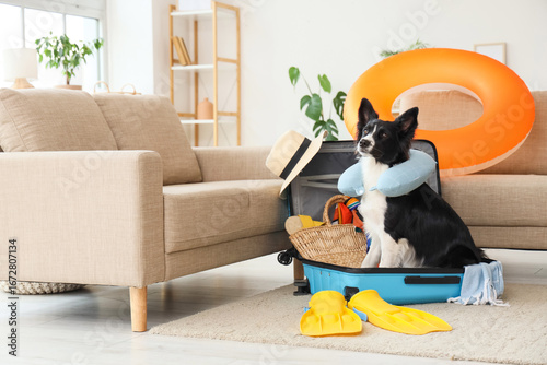 Cute Border Collie dog sitt...