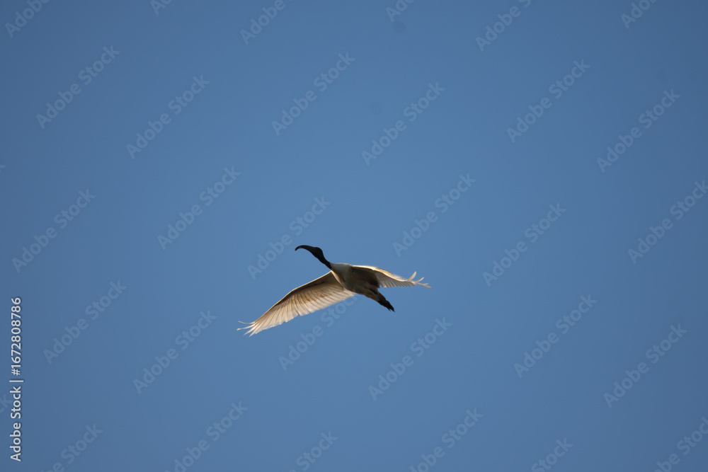 Fototapeta premium Low angle view of a Ibis bird flight against a blue sky, wings spread gracefully with sunlight illuminating the feathers.