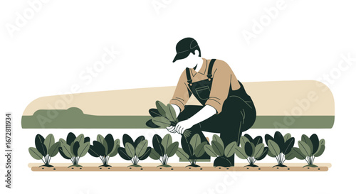 Farmer Curating Leafy Greens Cultivated With Dedication In Fresh Land