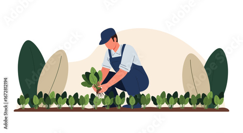 Farmer Gathering Spinach in a Garden, Illustration of a Fresh Vegetable Harvest