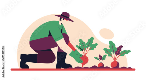 Farmer Harvesting Beetroots Depicted In Vector Style, Showing Sustainable Organic Farming Practices