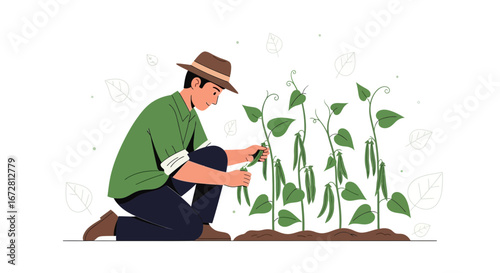 Farmer Harvesting fresh Green Beans From The Organic, Healthy, Summer Garden.
