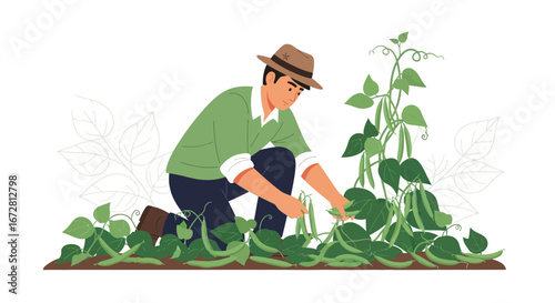 Farmer Harvesting Fresh Green Beans In A Garden With Focus And Perseverance