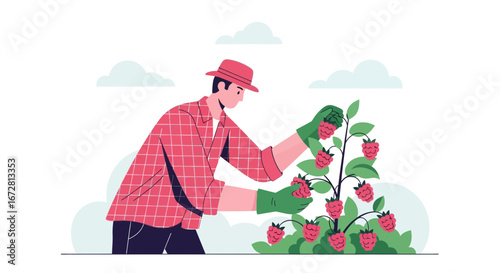 Farmer Harvesting Raspberries In Garden And Gathering Ripe Berries For A Productive Harvest