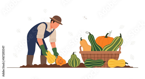 Farmer Harvesting Variety Of Squash, Placing In Basket During Autumn Season Harvest