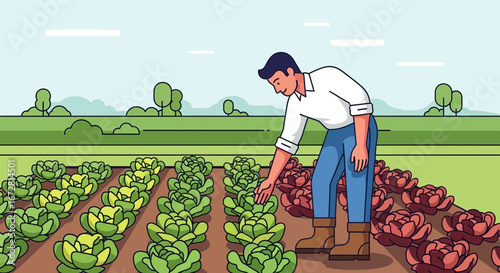 Farmer Inspects Cultivated Lettuce Crops Under Bright Sunlight in Organic Agricultural Fields