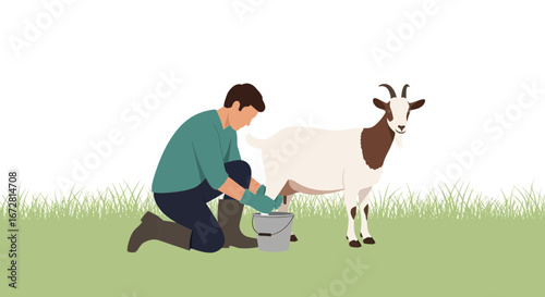 Farmer Milking Brown And White Goat On Pasture Farm With Grass And White Minimalist Background