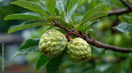 Ripe Custard Apple Fruits on Tree. Organic Planting with Leaves. Sugar Apple or Sweetsop Harvest.