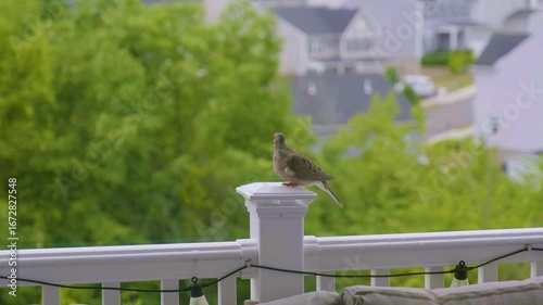 Bird perched on railing with green landscape and houses in background