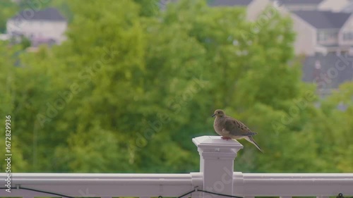 Bird perched on railing with green landscape and houses in background