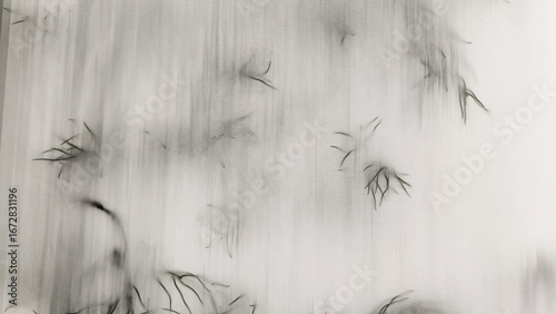Obraz na plátně Opaque panels and plants, plant silhouettes, opaque panels, plants, simple backg