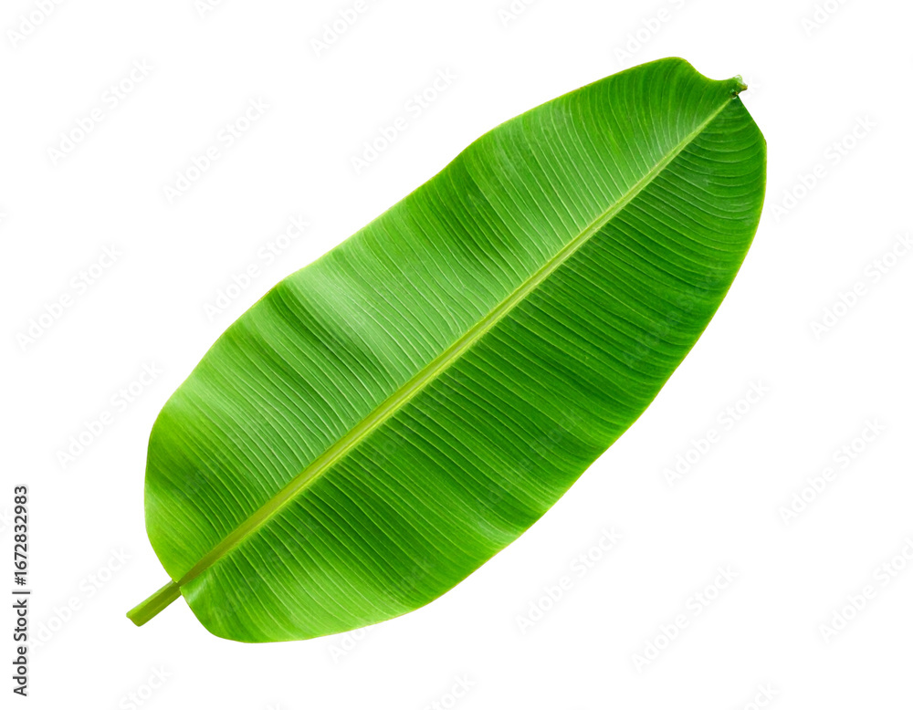 Fototapeta premium Large Green Banana Leaf with Visible Veins, Top-Down View, isolated