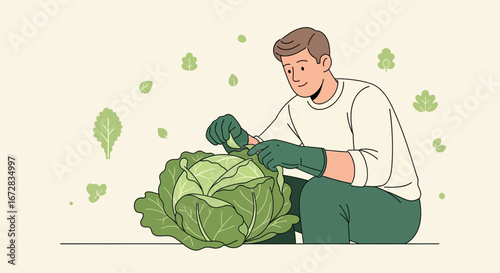Gardener Harvesting a Fresh Cabbage in a Simplified Vector Illustration Artwork