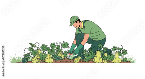 Gardener Harvesting Harvested Pumpkins And Gourd In The Garden With A Careful Touch