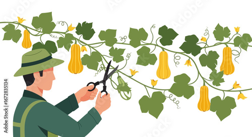 Gardener Harvesting Gourds With Shears On A Vibrant Foliage Display