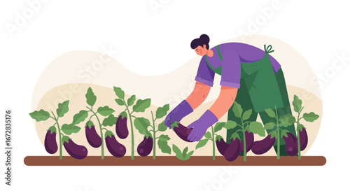 Gardener Harvesting Ripe Eggplants In The Field For Fresh Produce And Healthy Diet