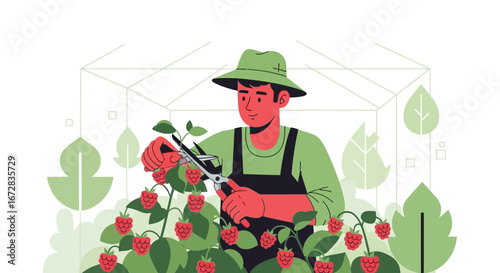 Gardener Pruning Berry Bushes In A Greenhouse And Harvesting Fresh Raspberries