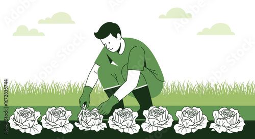 Gardener Pruning Cabbage in the Field Amidst Greenery With Sunny Sky