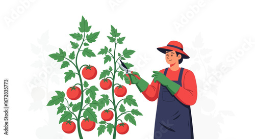 Gardener Pruning Tomato Plants In The Garden, Harvesting Ripe Red Tomatoes