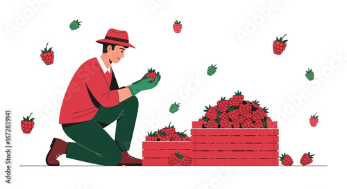 Harvesting Berries With Red Hat And Green Gloves, Freshly Gathered Ripe Raspberries