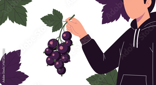 Harvesting Blackcurrants: Symbolic Hand Holding Ripe Fruit Bunch in Illustrated Design