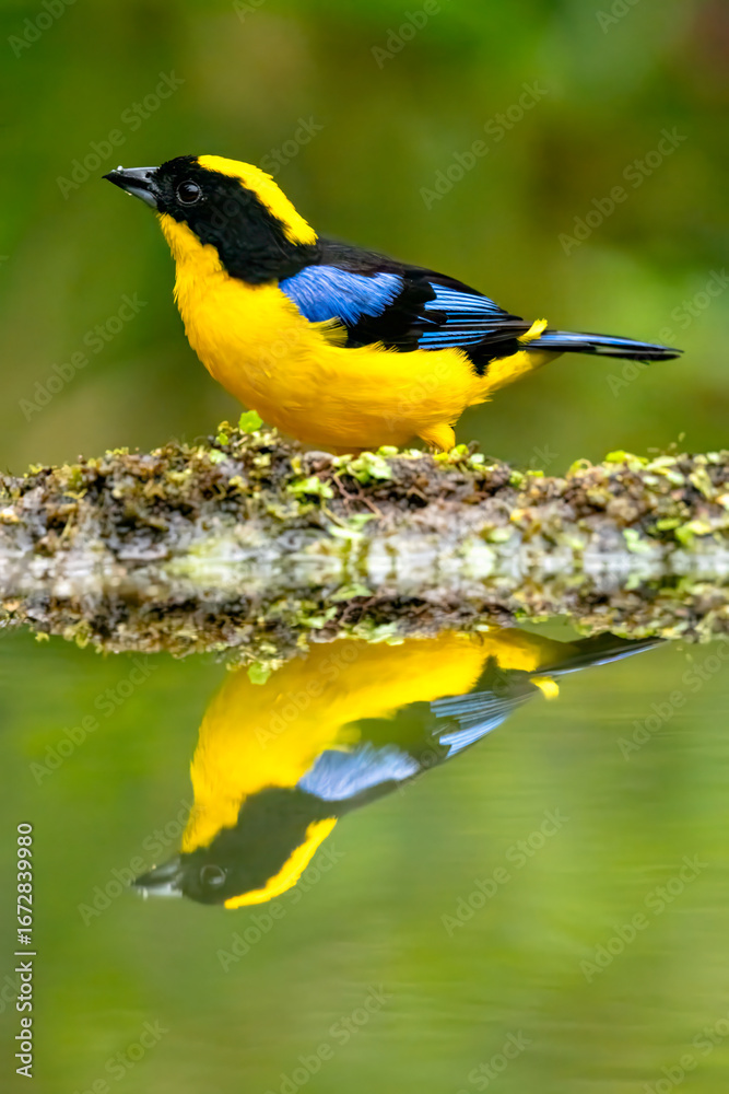 Obraz premium Blue-winged Mountain Tanager Perched by Water Reflection