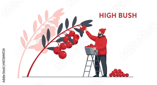 Illustrated Harvesting Scene Depicting A Person Picking High Bush Berries In Autumn