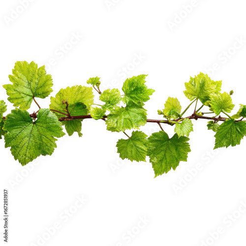 Wallpaper Mural Vibrant green grape vine leaves with delicate tendrils isolated on transparent background Torontodigital.ca