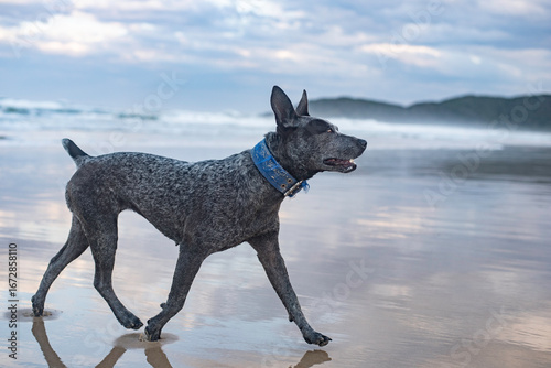 Australian Cattle Dog playing at the beach during sunset