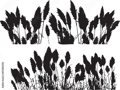 pampas grass, reeds, grass, silhouette, border, nature, plant, ornamental grass, feathery, plume, stalk, stem, dried grass, botanical, flora, wild grass, meadow, field, design element, decorative, whi