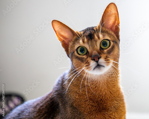 Photography an Abyssinian cat