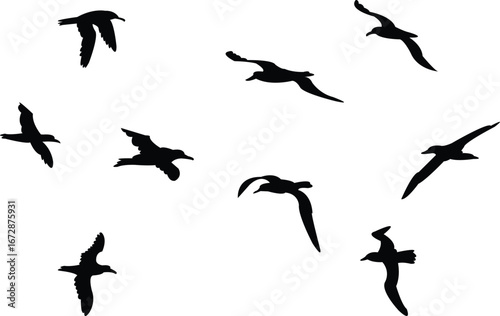 Flying Amsterdam albatross bird Silhouette Design And Vector Illustration. 