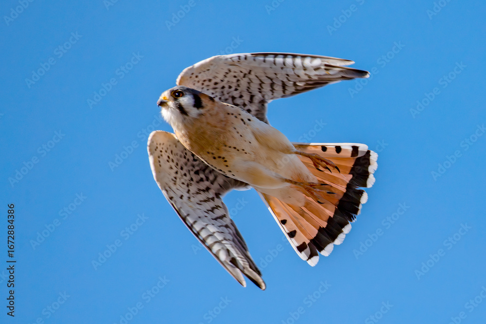 Fototapeta premium American Kestrel in flight in Idaho