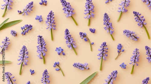 Overhead view of delicate purple grape hyacinth flowers scattered on a beige surface.