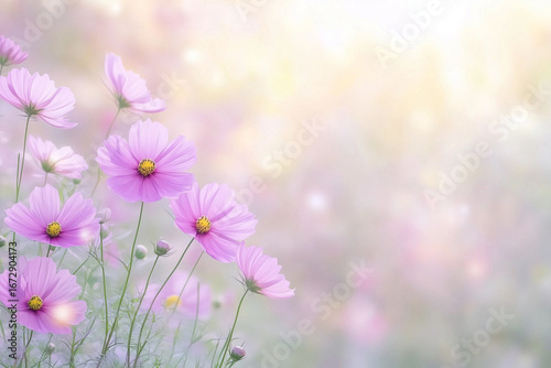 テキストスペース付きのコスモス背景