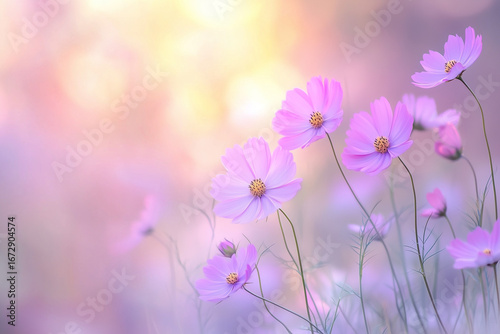 テキストスペース付きのコスモス背景