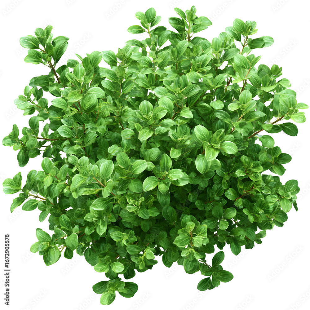Obraz premium Isolated vibrant oregano plant showcasing lush green foliage on dark background