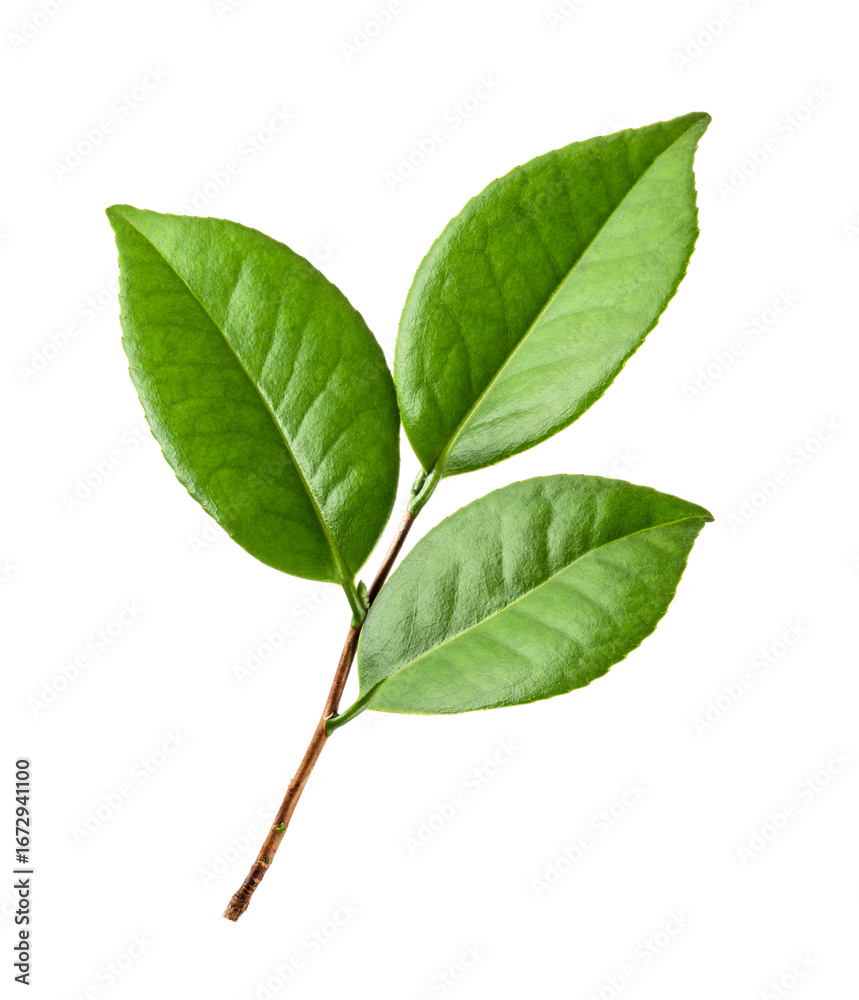 Fototapeta premium Green leaves, Small green foliage on twig isolated on white background with clipping path 