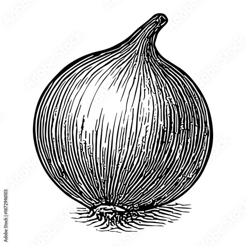 Onion Bulb