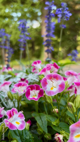 Pink torenias in the background of blue salvia in a large park