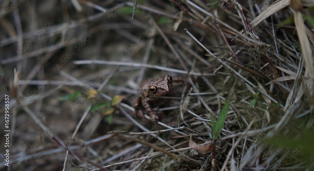 Frog Resting on Leaf in Tropical Rainforest