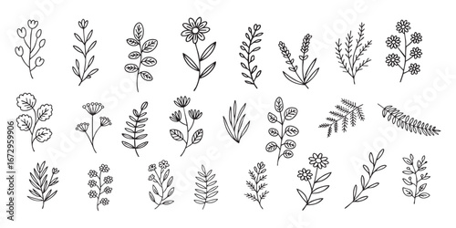 Hand Drawn Line Art of Herbs and Plants, Minimal Botanical Design