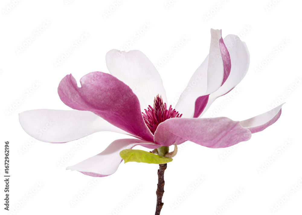 Fototapeta premium Magnolia liliiflora flower on branch with leaves, Lily magnolia flower isolated on white background with clipping path