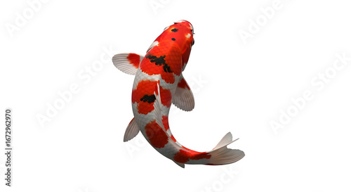 Elegant kohaku koi fish swimming gracefully in a dark pond top down view