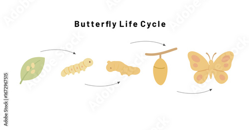 Butterfly Life Cycle