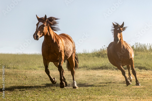 Slika na platnu South German draft mares showing power and freedom on a sunny pasture
